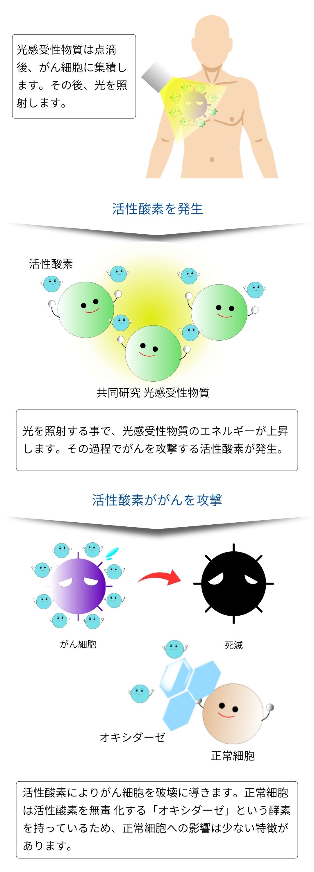 より詳しく光免疫療法の解説